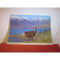 MONARCH OF THE GLEN, Red Deer stag used vintage...