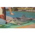 Flipper The Talking Dolphin TV Show at Porpoise...