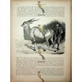 Eland (Water Buck On Reverse), Natural History ...