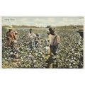 South Carolina Picking Cotton early 20th C. RPP...