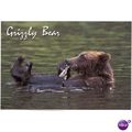 Postcard PC Grizzly Bear on Back Eating Seagull...