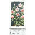 1925 Wills Flower Culture in Pots No. 31 Lilium