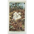 1925 Life in The Tree Tops No. 28 Young Kestrels