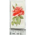 1926 Wills Roses No. 32 Madame Edouard Herriot