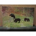 3 BLACK BEARS, CANADA used vintage postcard dat...