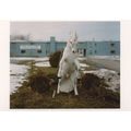 Impala 2005 Alec Soth White Horse Statue Stalli...