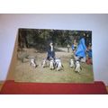 CAPE PENGUINS, TROPICAL BIRD GARDENS, RODE, SOMERSET unused vintage postcard =
