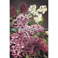 D026914 Lilac. Dixon