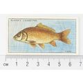 1933 Players Fresh-water Fishes, pink back No. ...