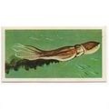 1976 Brooke Bond Tea card Wonders of Wildlife N...