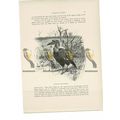 Abyssinian Ground Hornbill, Animal Book Illustr...