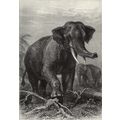 INDIAN ELEPHANT 1894 Mammal - Friedrich Specht ...