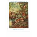 Brazilian Amazon Forest Animals, Book Illustrat...