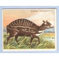 Tobacco Card ~ Company: American Tobacco Compan...