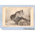CT Canaan Old Bachelor Shenandoah Chinchilla Ra...