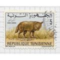 TUNISIA ???? GOLDEN JACKAL CANIS AUREUS WOLF LI...