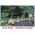 Y004303L: Rush Hour - Yorkshire Moors