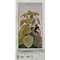 Vintage: Dutch card Jac. P. Thijsse, Lente No. ...