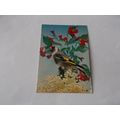 BIRD EXOCTIC AS PHOTO POSTCARD /POST O SEAS (28...