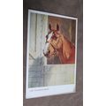 J.Salmon Postcard - The Thoroughbred / Horses -...