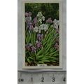1938 Gallaher's Garden flowers No. 29 Iris