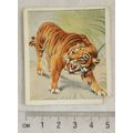 1936 Godfrey Phillips Animal Studies No. 4 Tiger