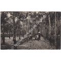 RP Rubber Estate Singapore c1923