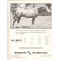 double rr arabians 1972 ala ontez polish stalli...
