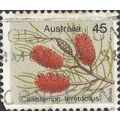 AUSTRALIA, FLOWER, Callistemon teretifolius, li...