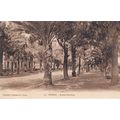 Hyeres Avenue Gambetta France Antique Postcard