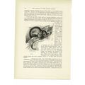 Opossum, Animal Book Illustration (Print), c1916