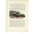 Skunk, Animal Book Illustration (Print), c1916