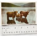 vintage postcard In Calm Waters - Highland Cattle