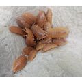 25 ADULT Giant orange woodlice Isopods live foo...