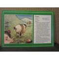 SCOTTISH HAGGIS RECIPE unused postcard, by Whit...