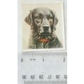 1939 Godfrey Phillips Our Dogs No. 11 The Labrador