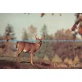 D027886 Canadian Rockies. White Tail Deer. High...