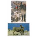2 x DONKEY postcards. both used both Greek =