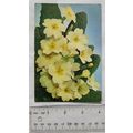1964 postcard Primrose Flower
