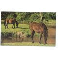 NEW FOREST PONIES, used vintage postcard by Sal...