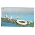 RESIDENTS.. sea gulls , CORNWALL unused vintage...