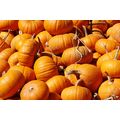 ORGANIC MAMMOTH PUMPKIN BIG BUMPER CROPS Approx...