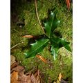 20 CHRISTMAS HOLLY ILEX TREE SAPLINGS 5-15CM - ...