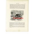 Wild Boar Sow And Striped Young, Animal Book Il...