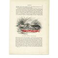 Roebuck, Antlers Interlocked, Animal Book Illus...