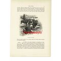 Sounder Of Wild Boar, Animal Book Illustration ...