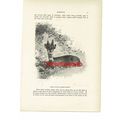 Roebuck With Velvet Antlers, Animal Book Illust...