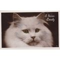 E174 CAT POSTCARD - A PERSIAN BEAUTY
