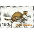 ROMANIA, MAMMAL, Stoat, Mustela erminea, white ...