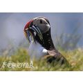 Posta: Tourist Postcard: Puffin Carrying Sand L...